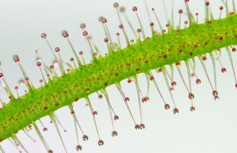 Illustration for article titled Pequeños monstruos que viven con nosotros: las mejores microfotografías del año